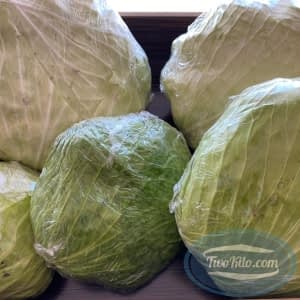 Cabbage