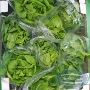 Butterhear Lettuce