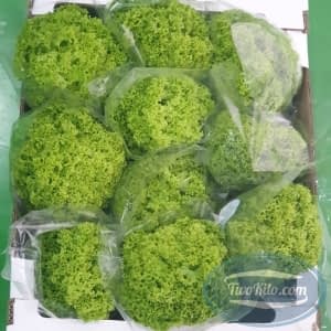 Lollo bionda lettuce