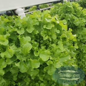 Oakleaf green lettuce