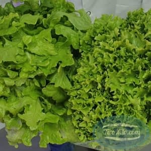 Salanova crispy green lettuce