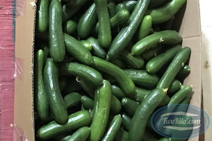 Fresh Cucumber