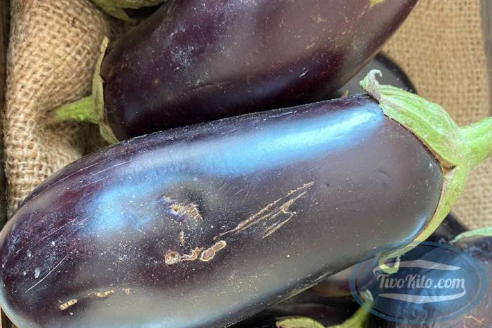 Fresh Eggplant