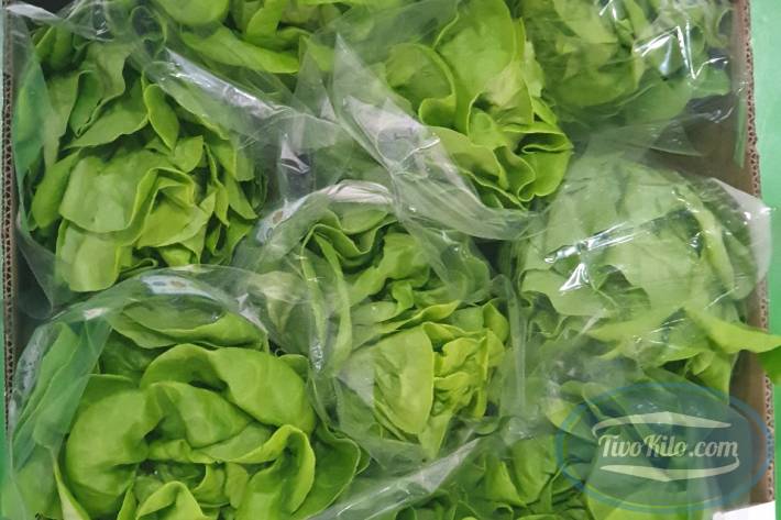 Fresh Butterhear Lettuce