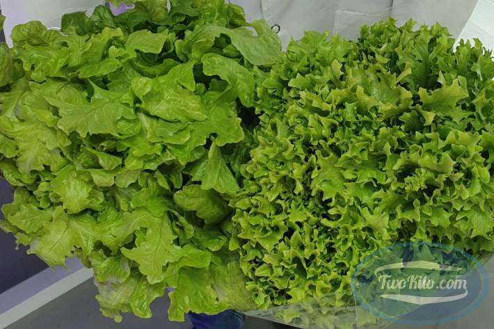 Fresh Salanova crispy green lettuce