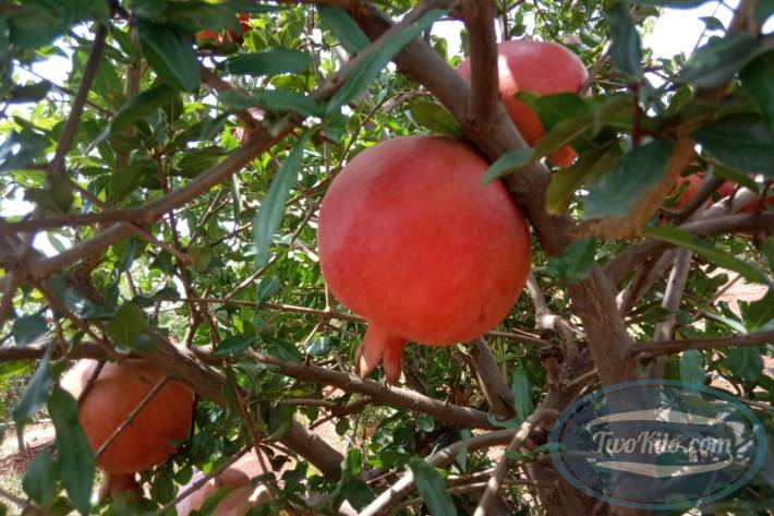 Fresh Pomegranate