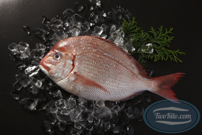 Fresh Pink seabream